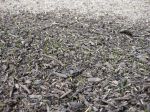 IMG_9004